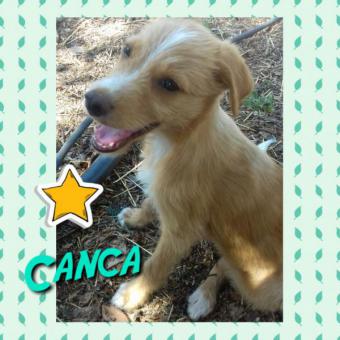CANCA CANCA