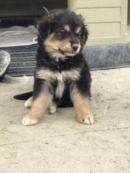 BENJI BENJI