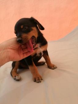 DINGO DINGO