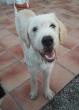 BALOO