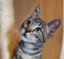 BELLA BELLA