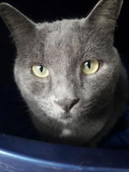 SAMSON SAMSON