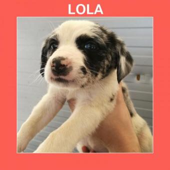 LOLA LOLA