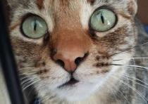 CHUNA CHUNA