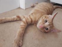 RON