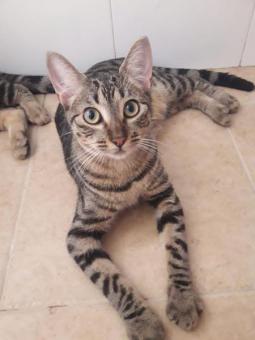 NIVA