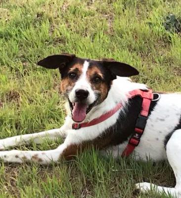 Motivos para adoptar a un perro o gato adulto