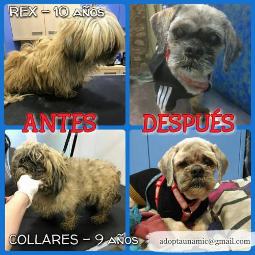 Collares i Rex antes i despues de su rescate. 