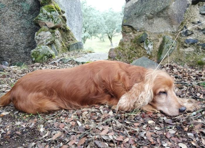 RUFO