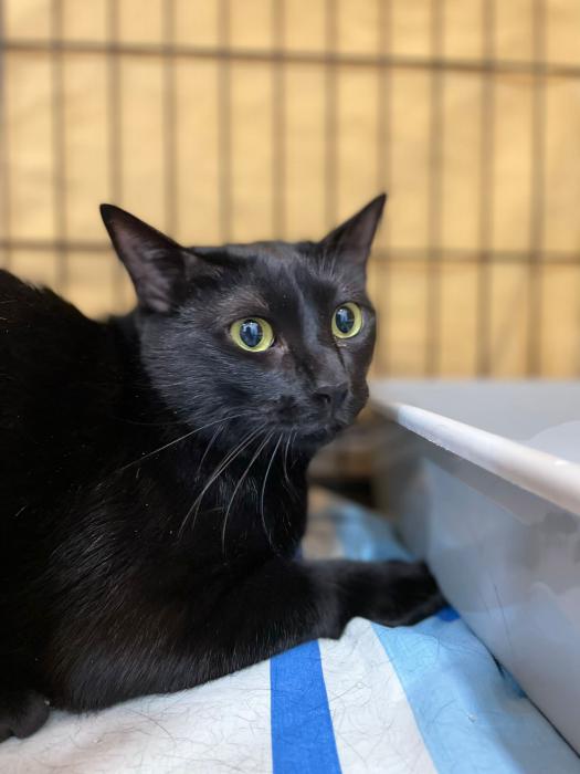 SALEM