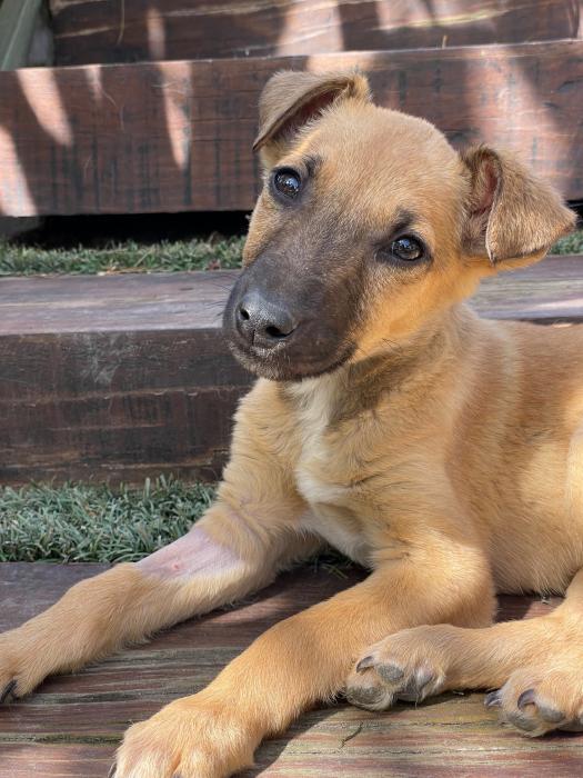 son buenos perros de familia rhodesian ridgeback