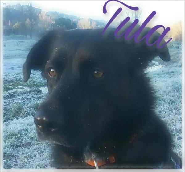 TULA