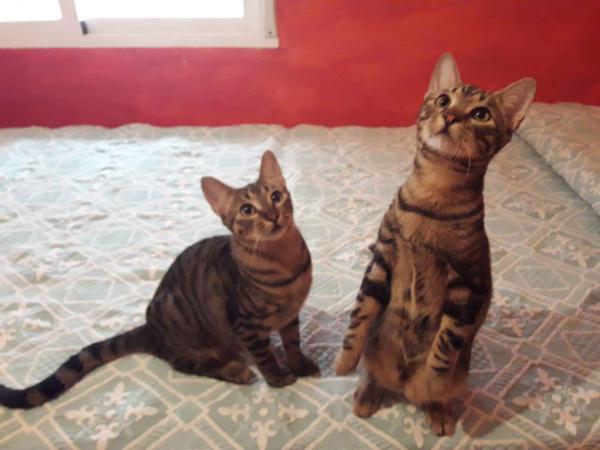 NIVA